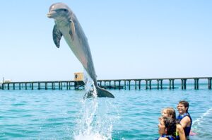 Schwimmen mit Delfinen -  Dolphin Explorer Punta Cana