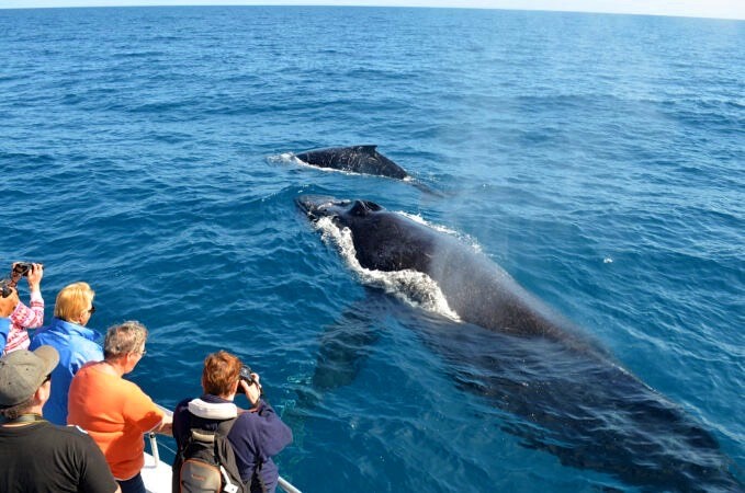 Whale Watching & Bacardi Island - 2 in 1